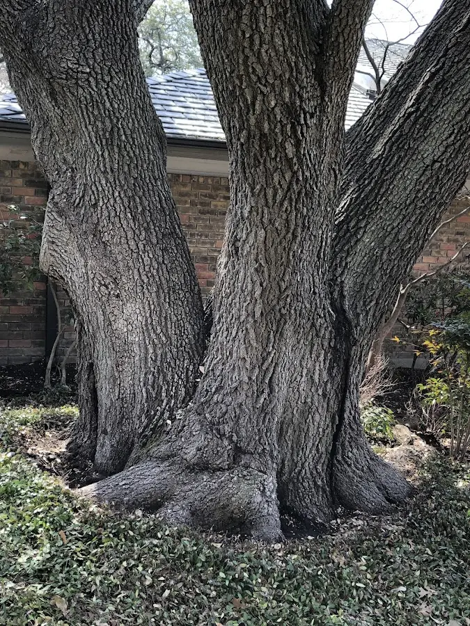 Mature heritage tree close to a Cynthiana property cared for by certified arborists